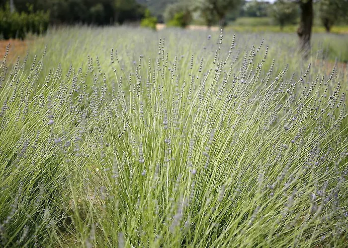 玛尔孔滕塔酒店 San Juan de Palamos